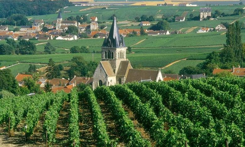 Weinberge von Montagne de Reims