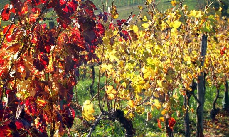 Weinrebe© Atout France-PHOVOIR